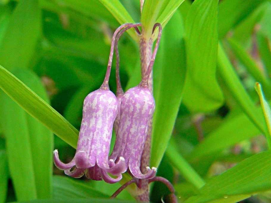 Купена Хукера