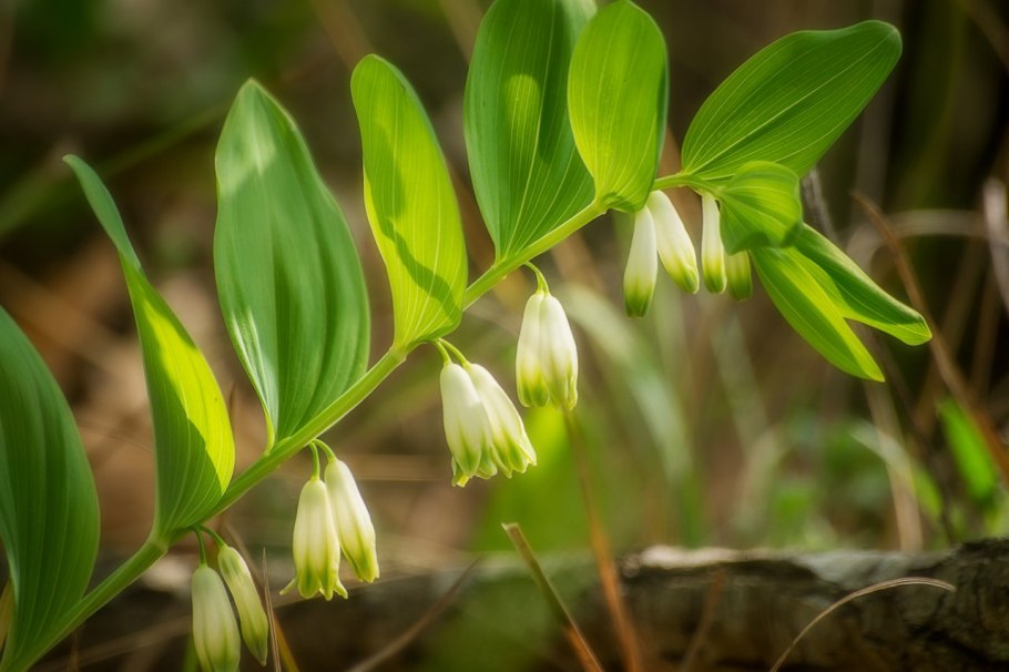 Купена неопаленная