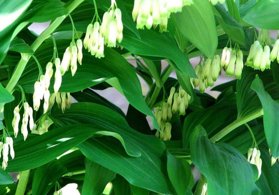 Купена Хукера