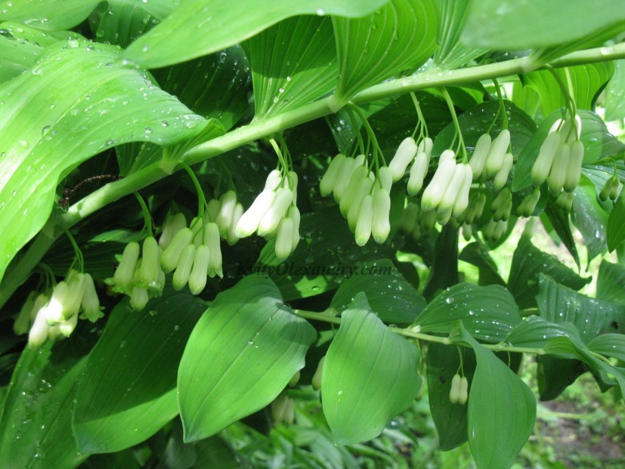 Купена Хукера