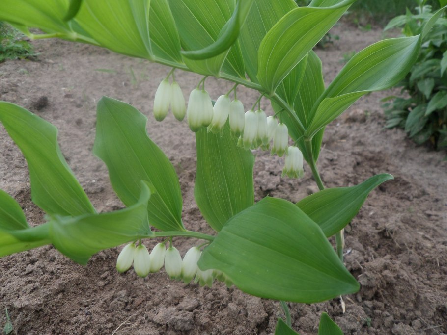 Цветок купена розовая