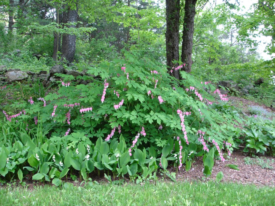 Дицентра бордюрная