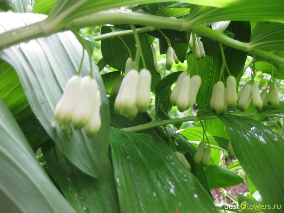 Купена на клумбе