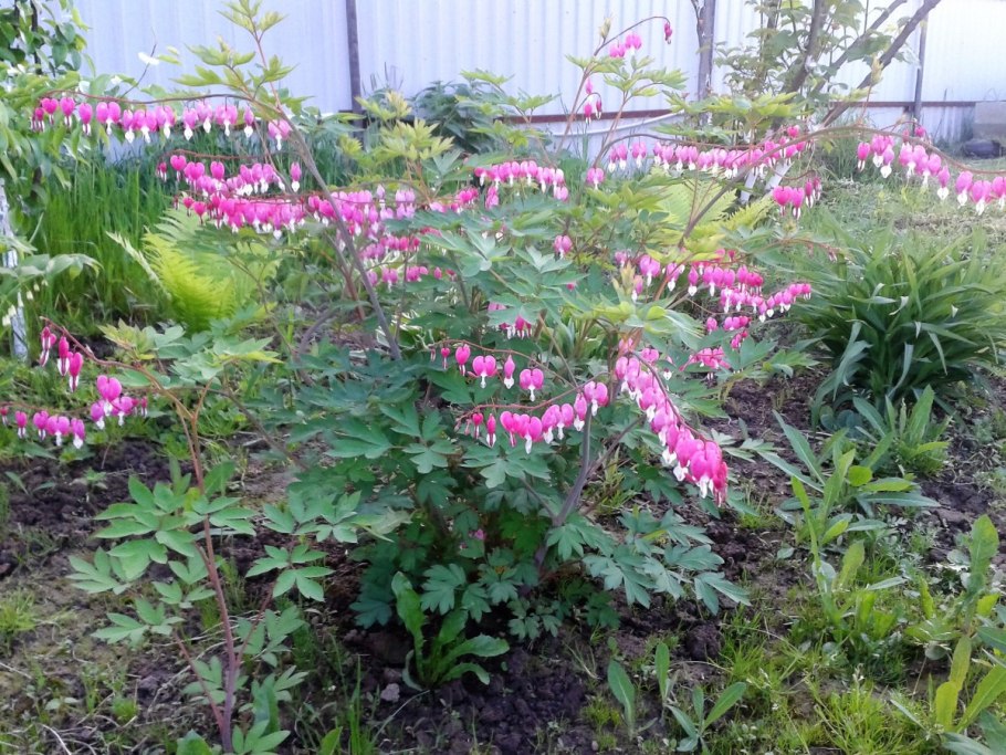 Многолетник купена