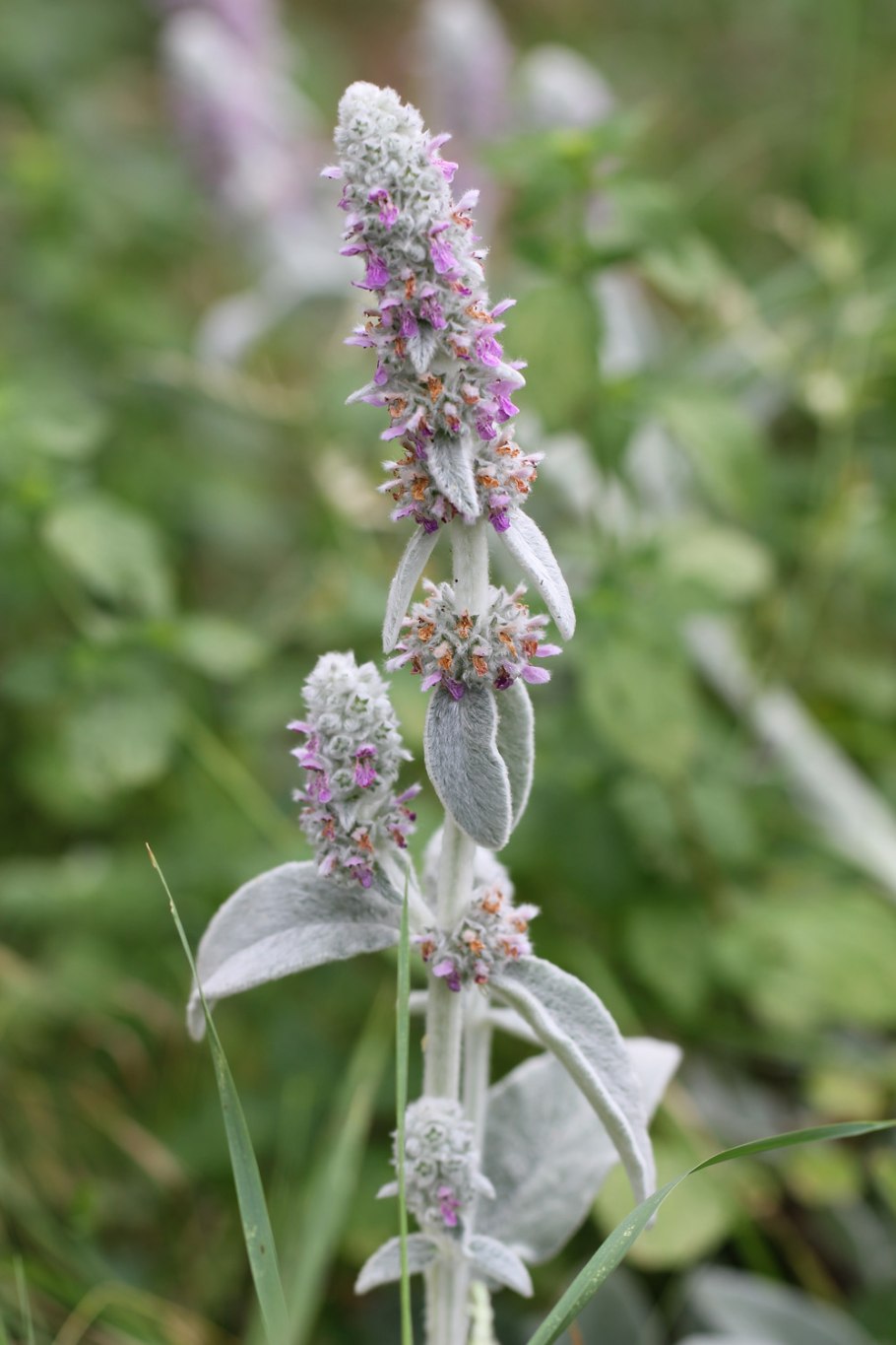 Стахис шерстистый Stachys byzantina