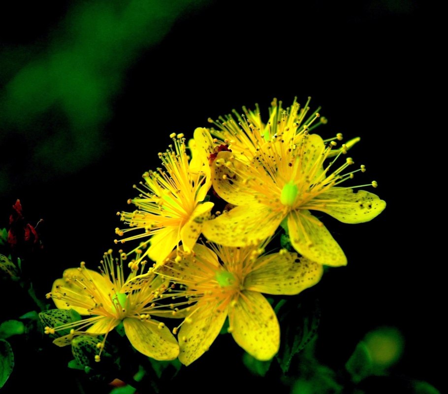 Зверобой продырявленный (Hypericum perforatum)