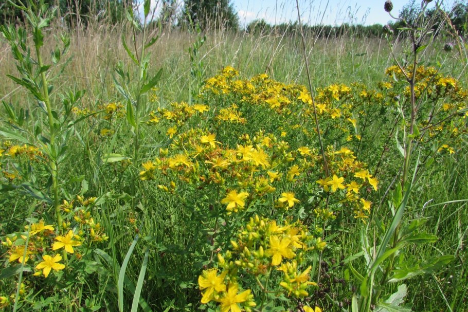 Зверобой Луговой