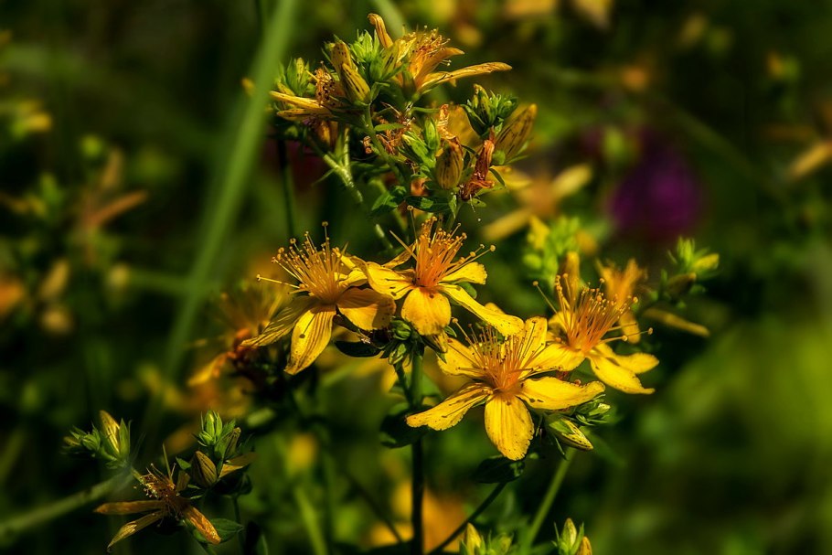 Лекарственные травы зверобой