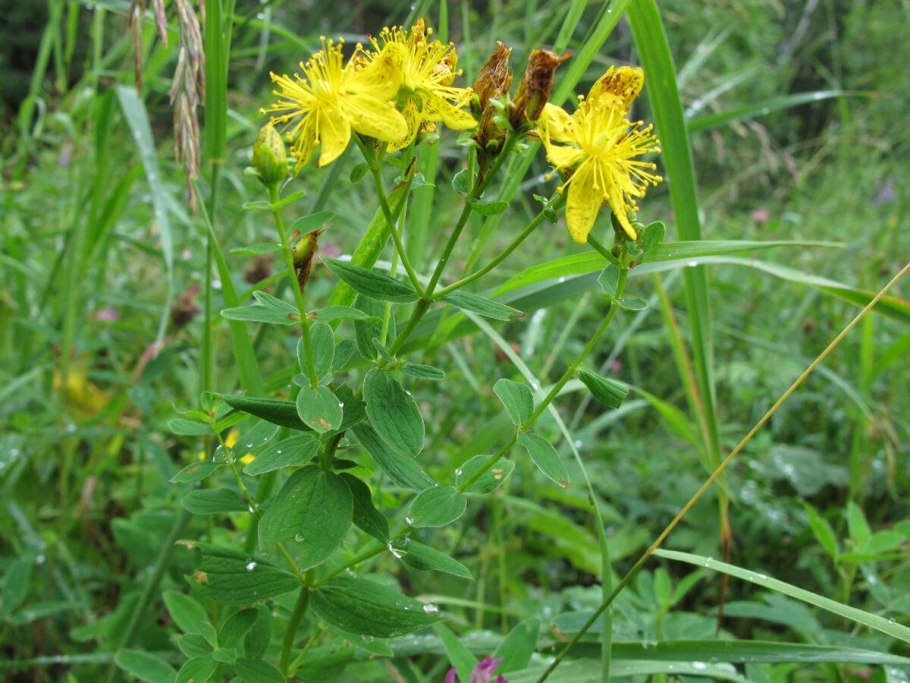 Зверобой продырявленный Hypericum perforatum l.