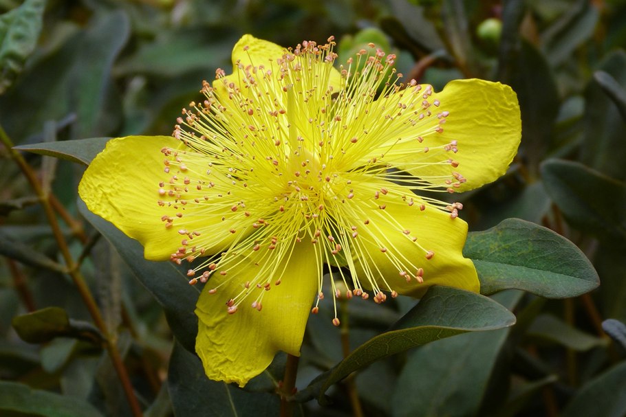 Зверобой трава