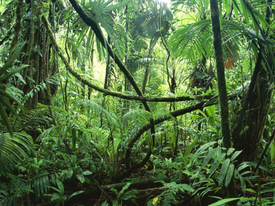 Тропические леса Южной Каролины