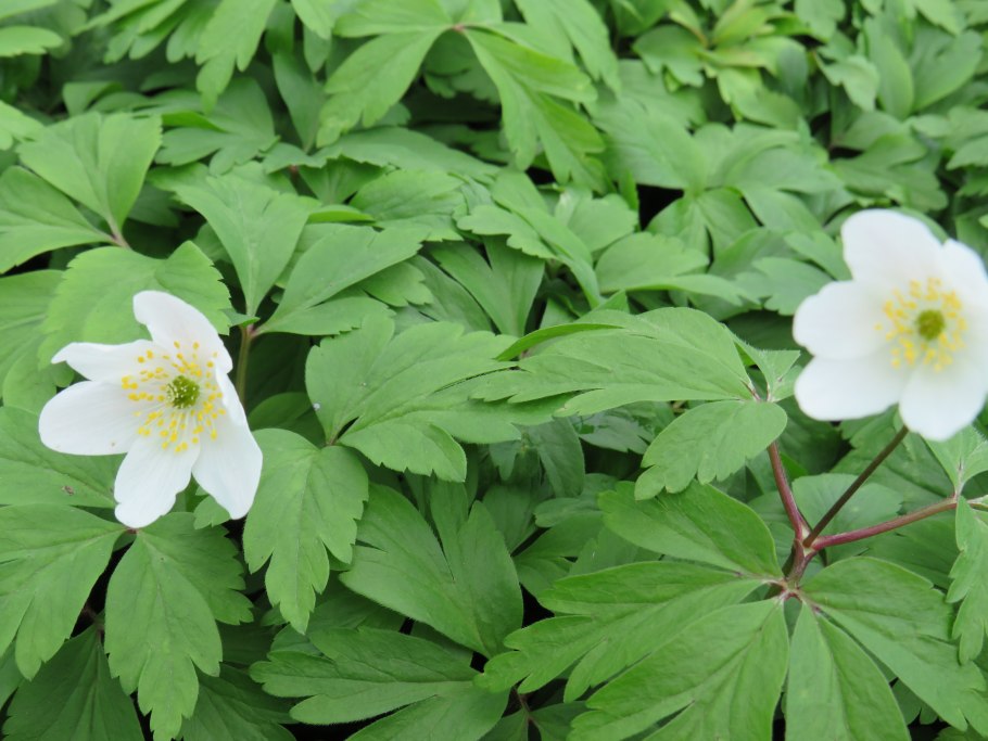 Анемона Anemone nemorosa 'Edgar