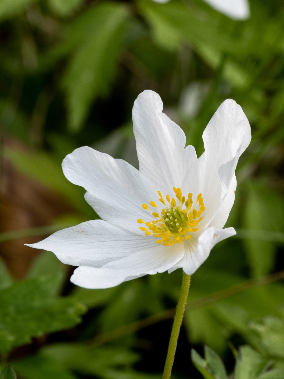 Ветреница Дубравная "viridescens" Anemone nemorosa "viridescens"