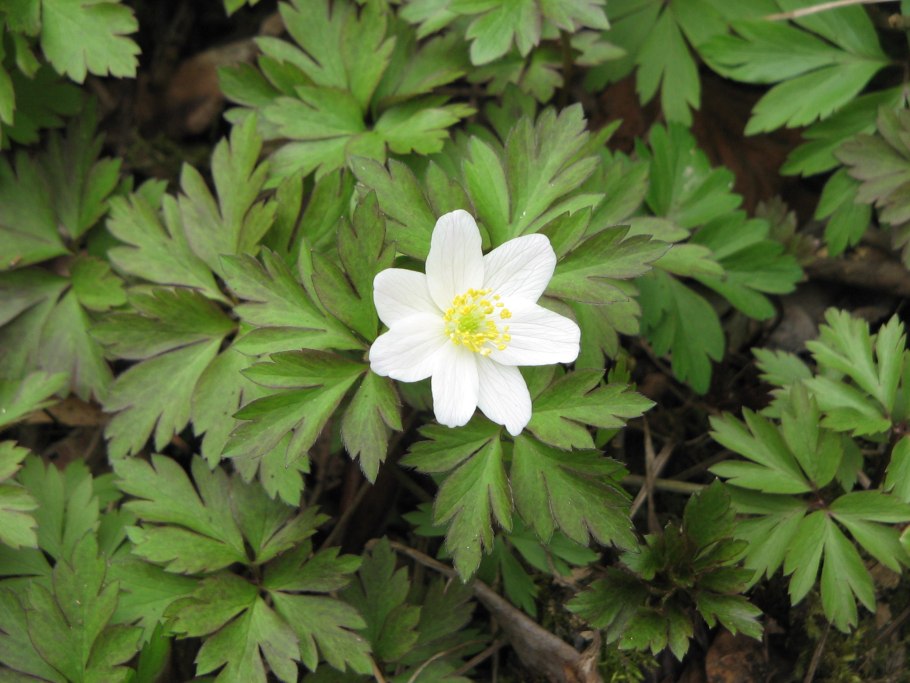 Anemone baissunensis juz