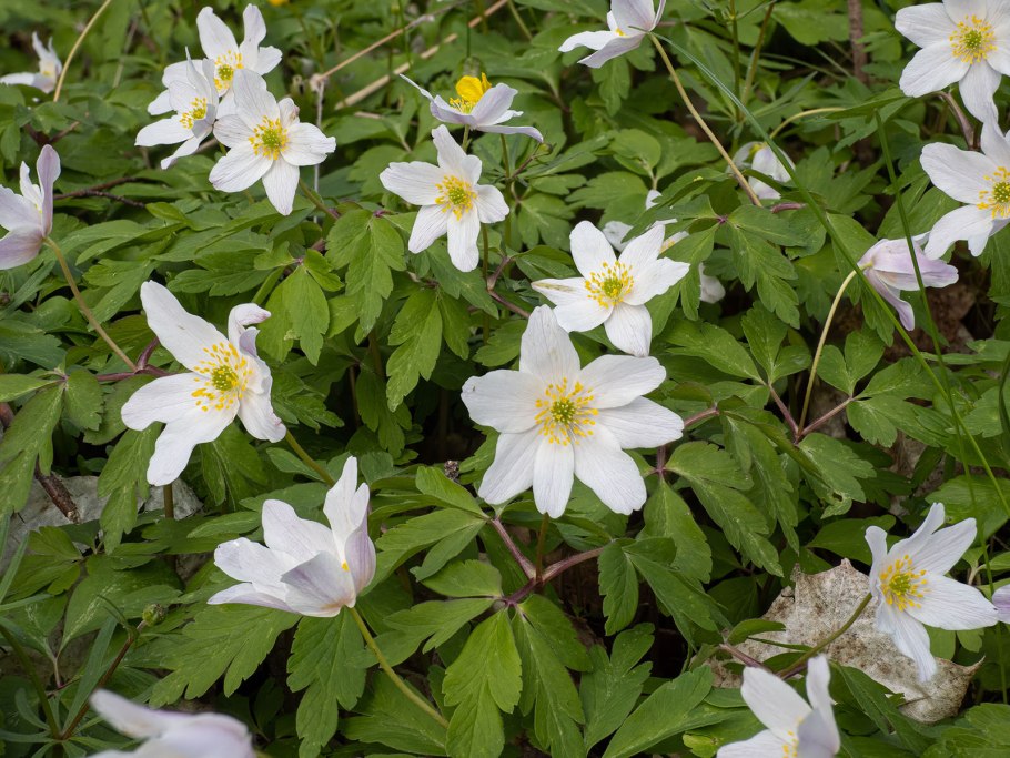 Ветреница лютиковая Дубравная