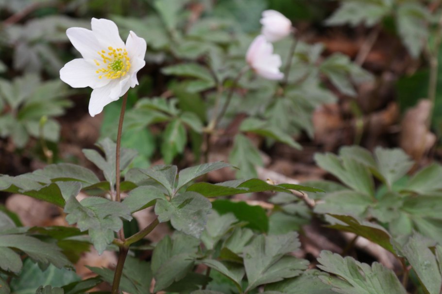 Ветреница Дубравная лист