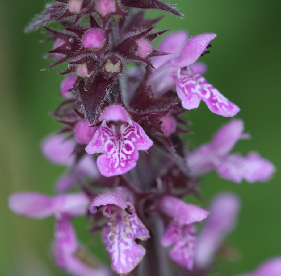 Чистец болотный (Stáchys palústris)