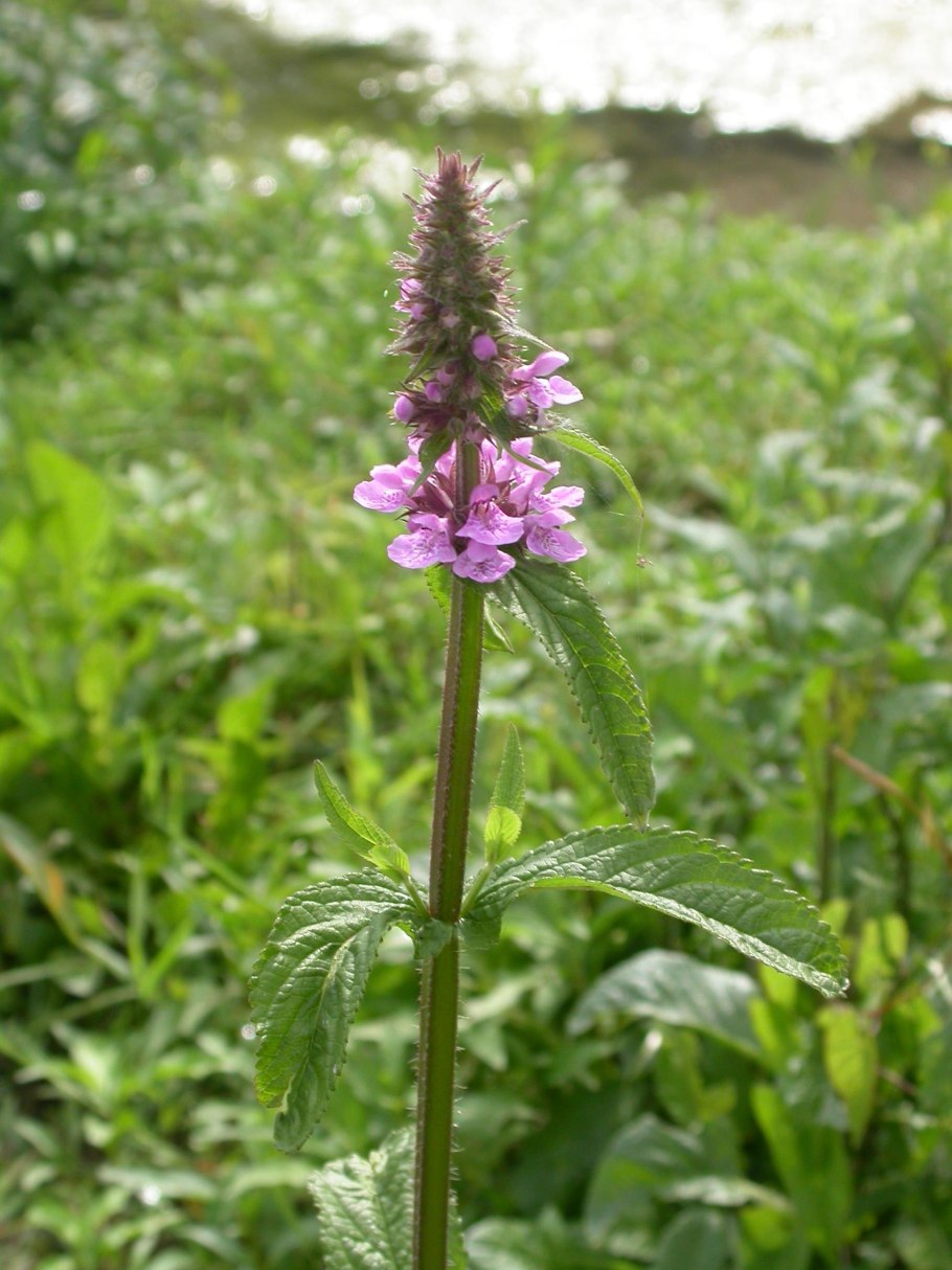 Стахис палюстрис