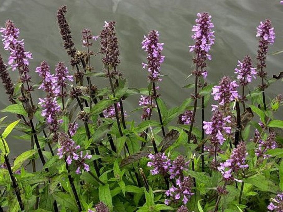 Чистец Лесной и болотный