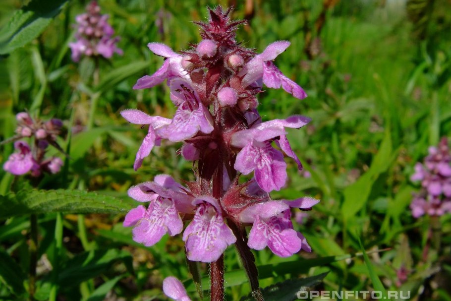 Чистец полевой