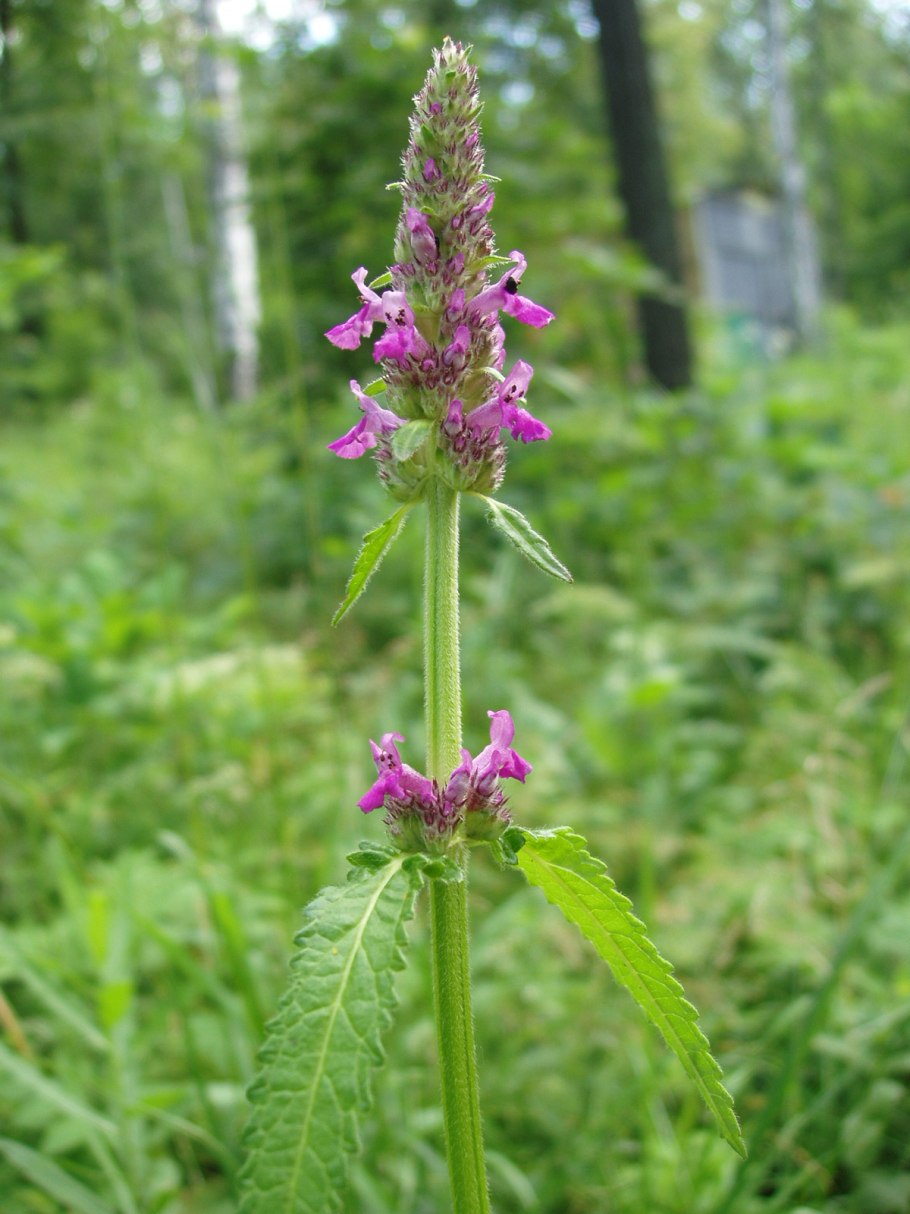 Чистец болотный (stachuspa Lustris)