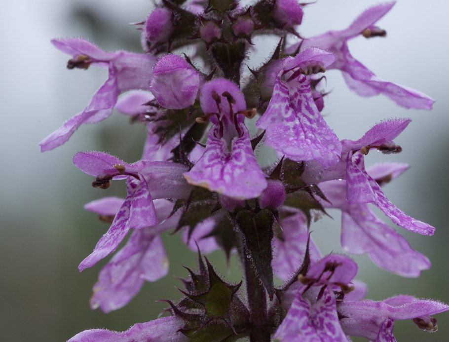 Stachys palustris