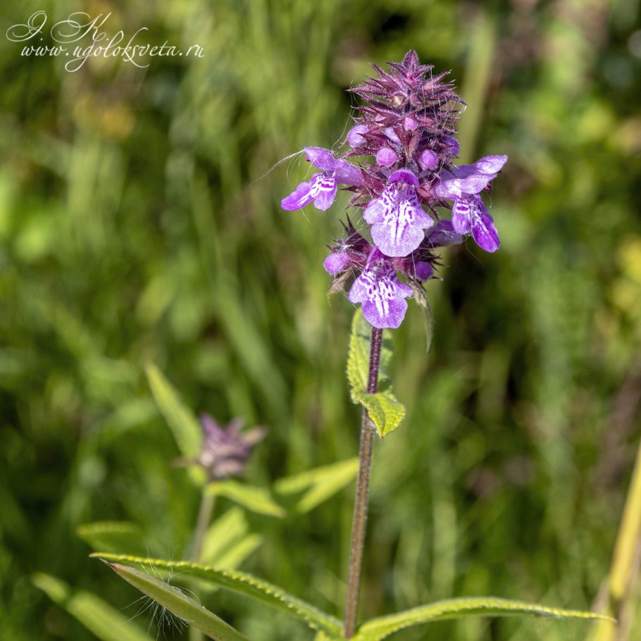 Чистец полевой