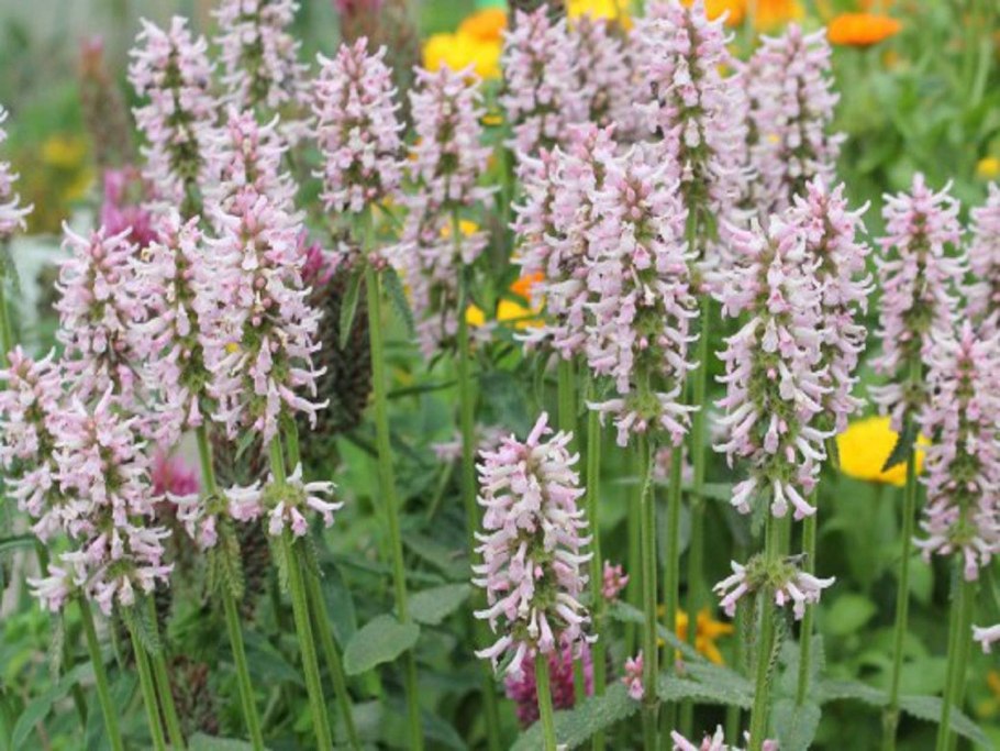 Чистец полевой