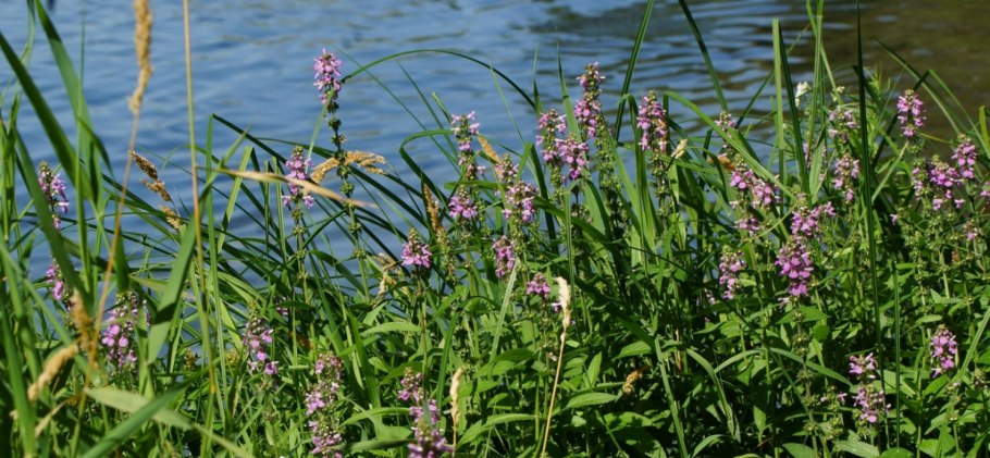 Чистец болотный –Stáchys palústris l.