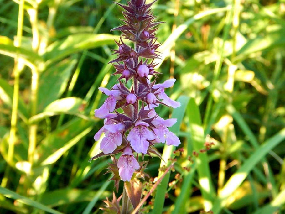 Чистец болотный (Stáchys palústris)