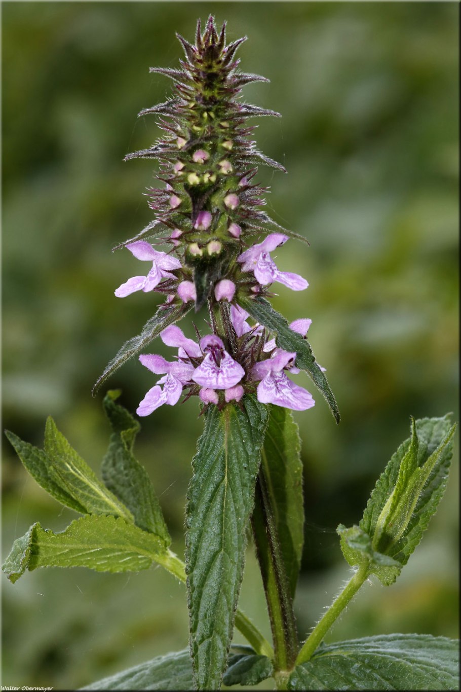 Чистец болотный (Stachys palustris l.)