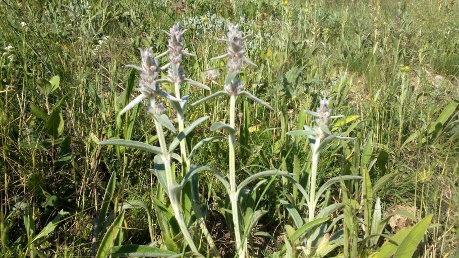 Чистец болотный Stachys palustris