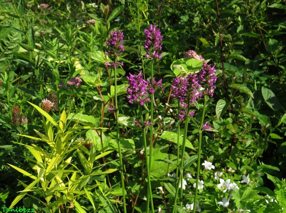 Стахис Марвел шерстистый