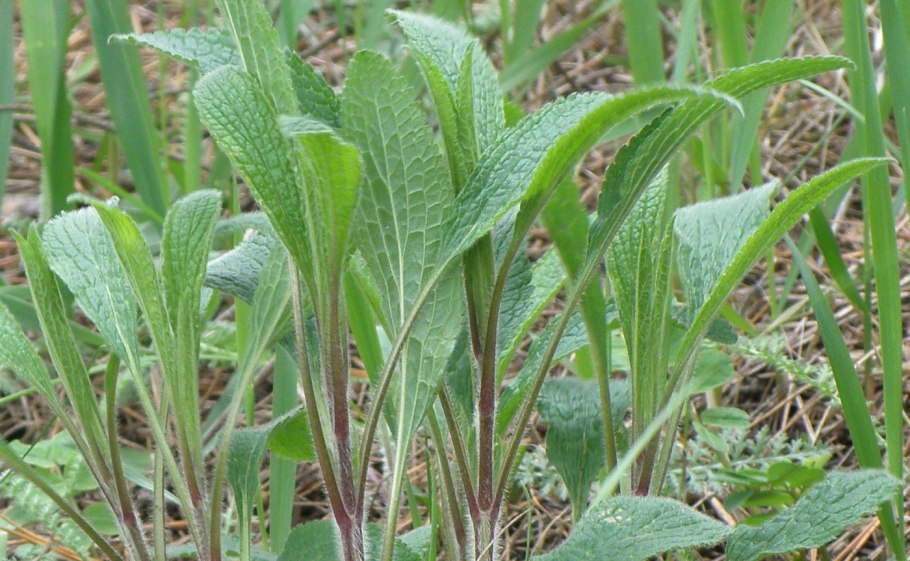 Чистец буквицецветный