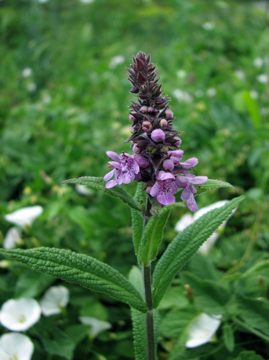 Чистец Крымский