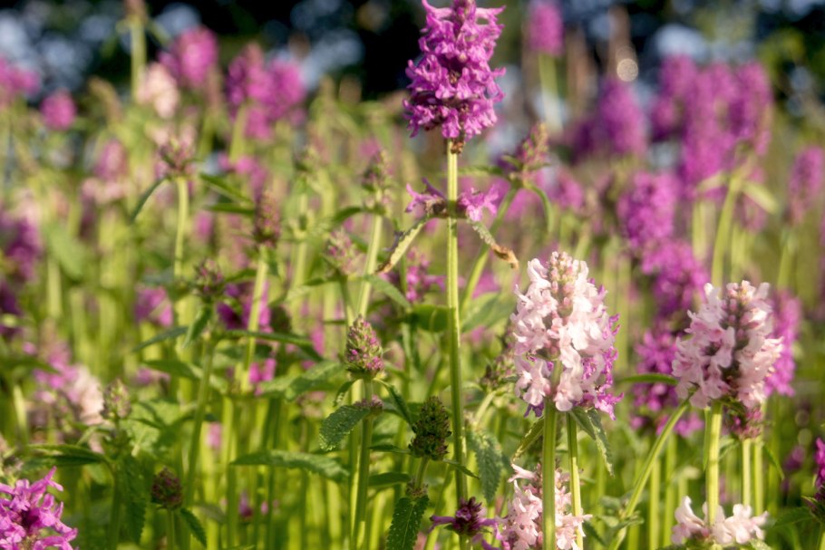 Чистец Критский (Stachys cretica)