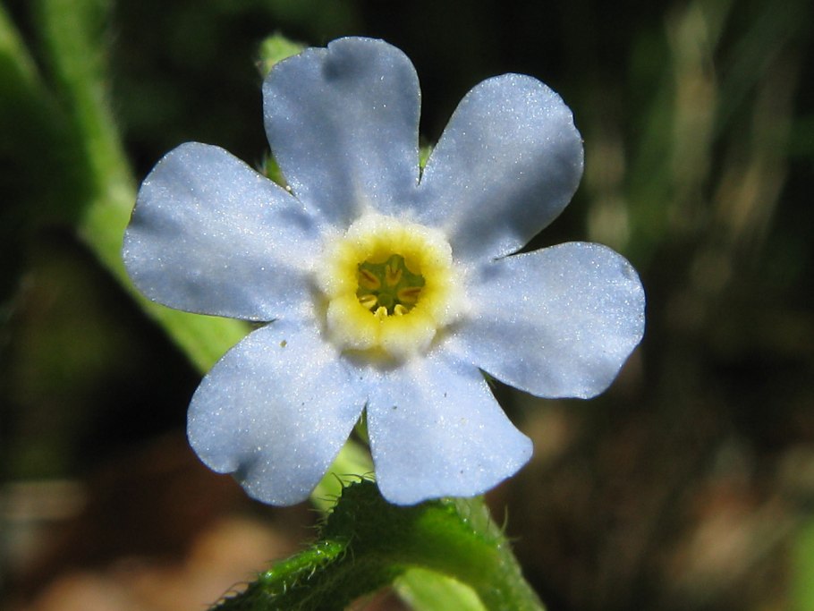 Гакелия поникшая