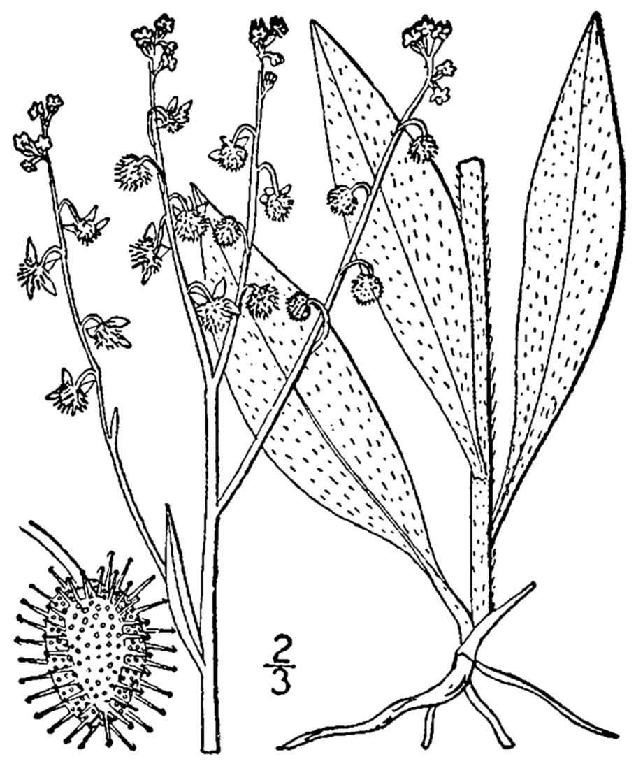 Гакелия поникшая