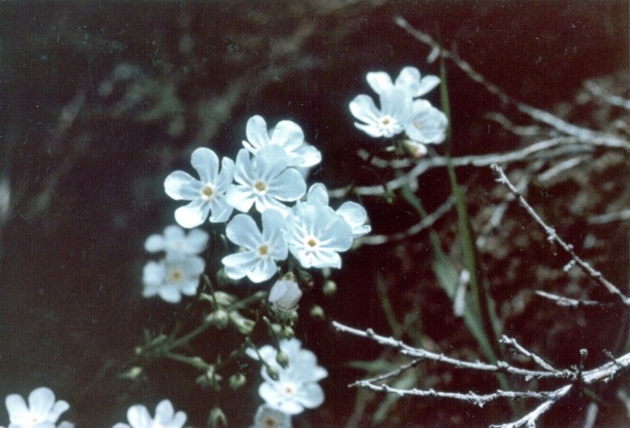 Хакелия виргиниана