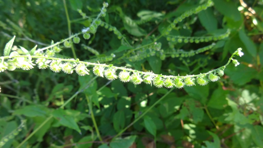 Пыльцеголовник красный - Cephalanthera rubra (l.) Rich.
