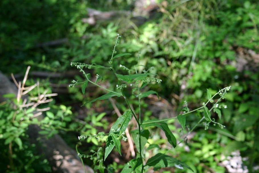 Хакелия виргиниана