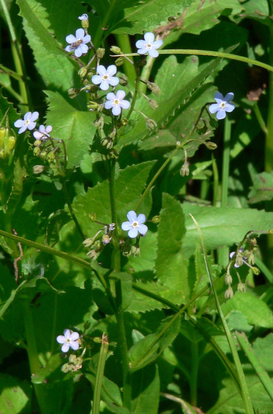 Гакелия поникшая