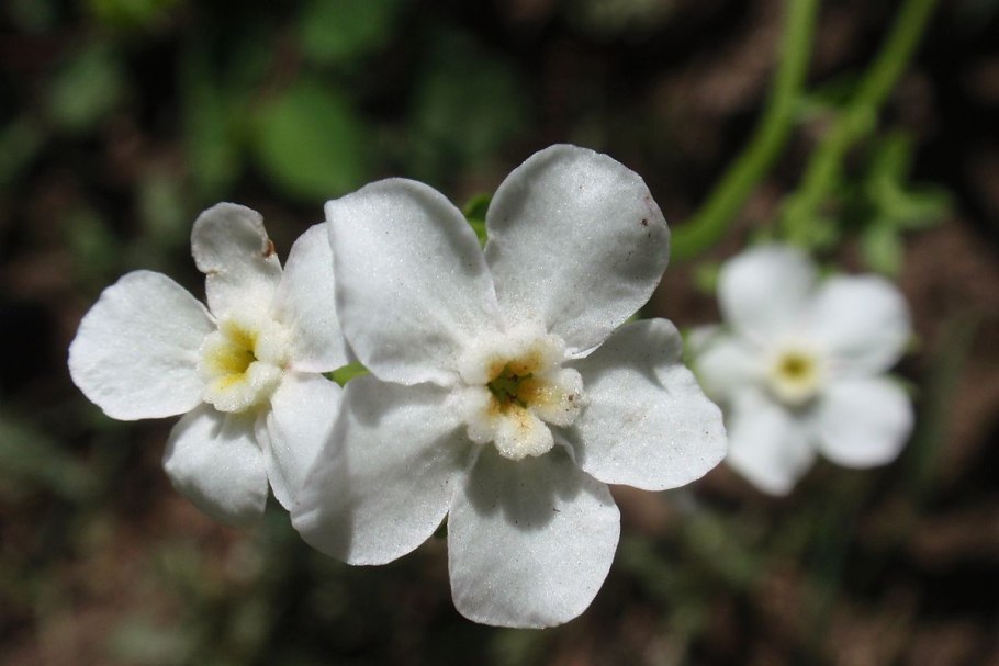 Гакелия поникшая