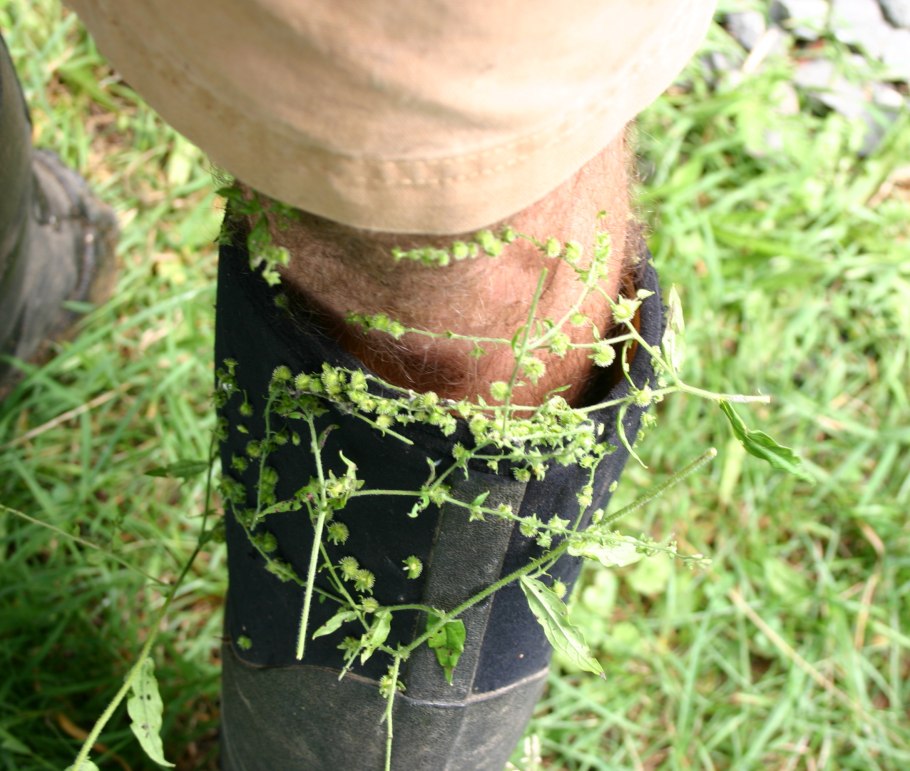 Пыльцеголовник красный