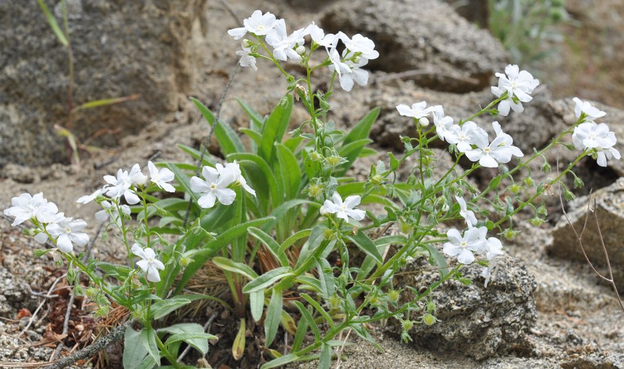Гакелия поникшая