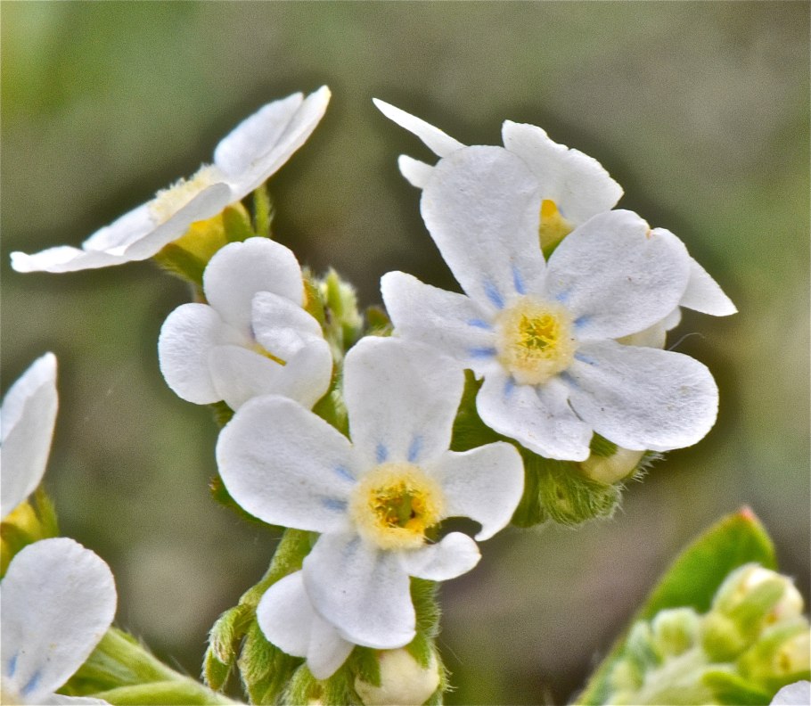 Гакелия Незабудковая