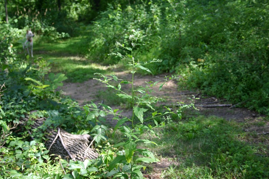 Пыльцеголовник красный (Cephalanthera rubra)