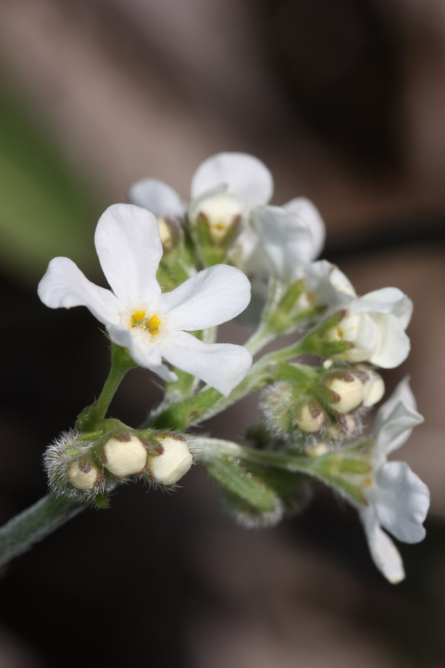 Семейство Бурачниковые представители