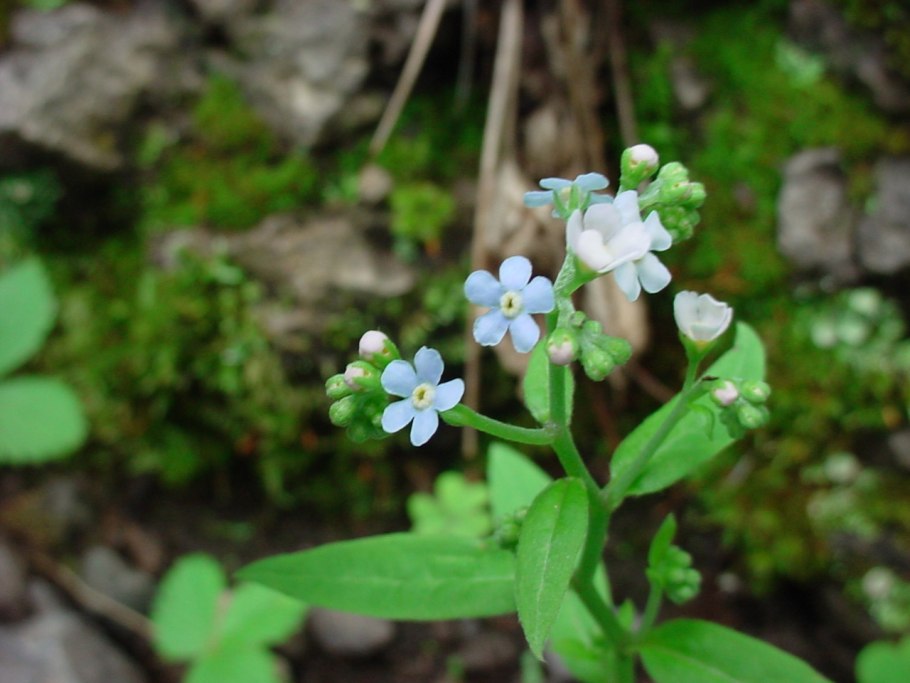 Гакелия отогнутая