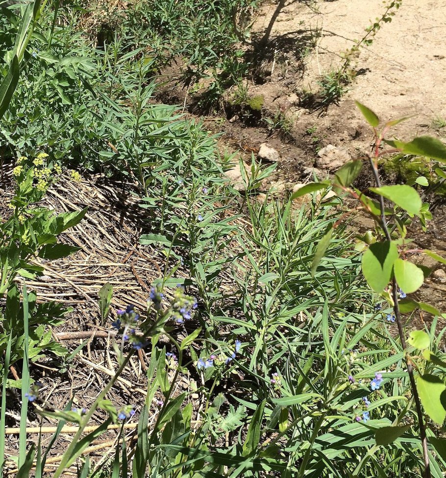 Romanzoffia sitchensis